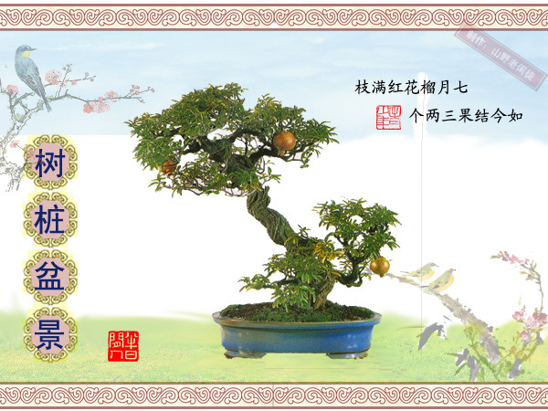 高山杜鹃花老树桩盆景,大树桩盆景欣赏