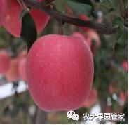 种植新品种果树苗一手货源,各种新品种果树苗木一手货源