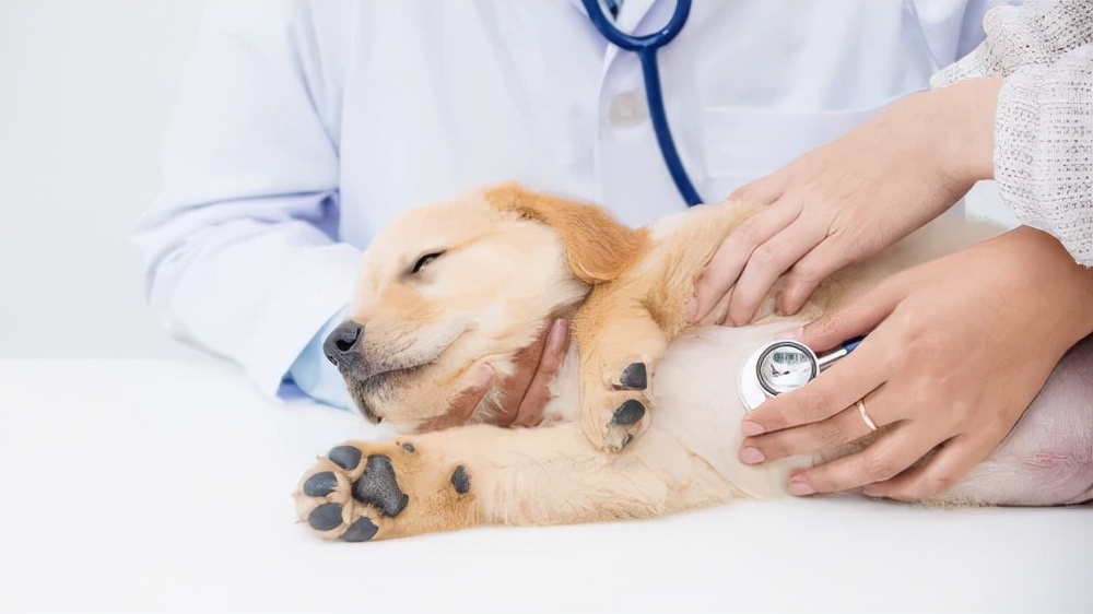 狗狗剃完毛皮肤溃烂怎么办,狗狗皮肤红肿溃烂用什么药