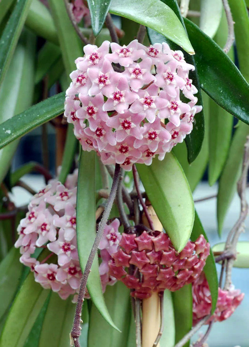 球兰的养护方法,球兰的日常养护