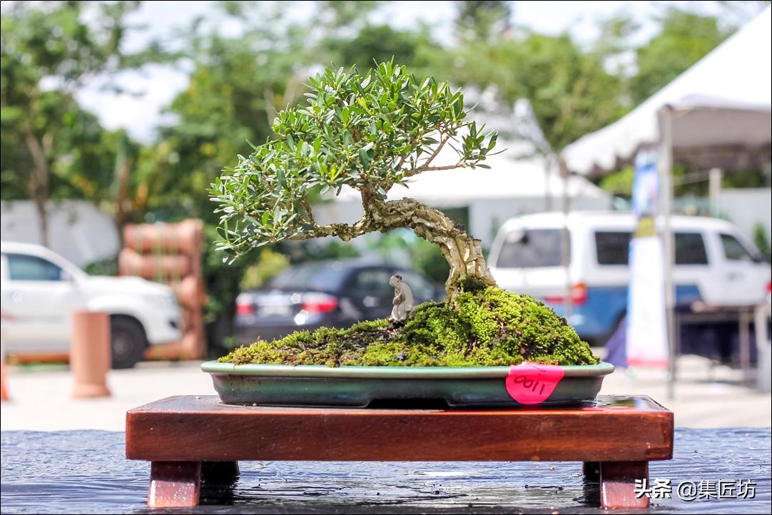 盆景的基础管理养护方法,盆景怎么养护才能更好