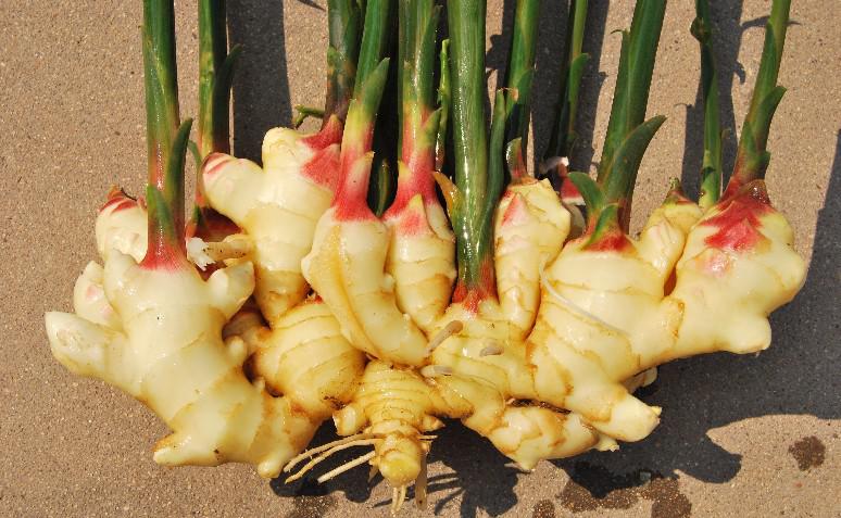 高温天气可以给姜苗覆土吗,高温暴晒天气预警