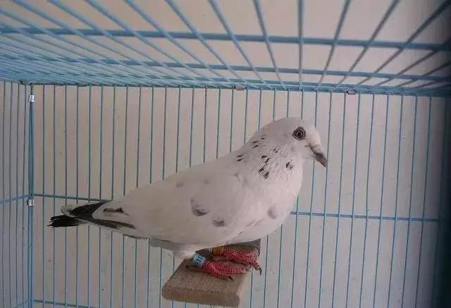 鸽子消瘦的原因,鸽子消瘦是什么病用什么药