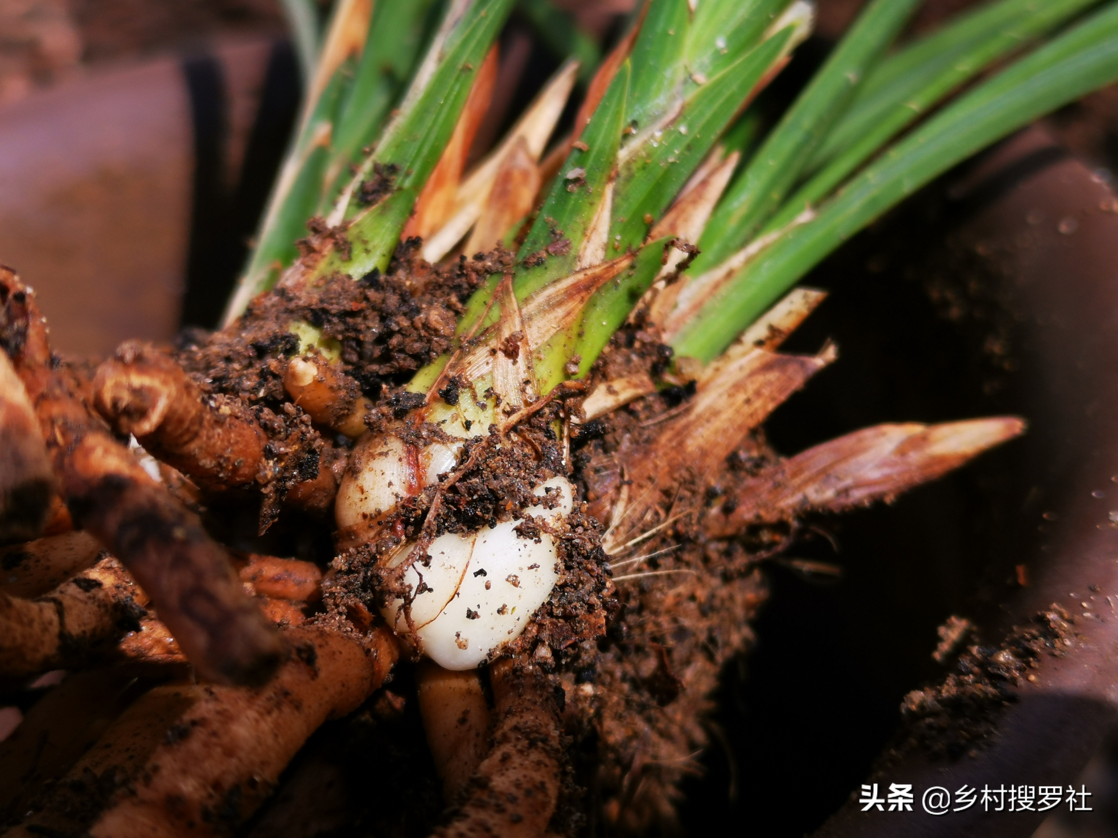 夏天兰花浇水得茎腐病,多菌灵治水仙烂根吗