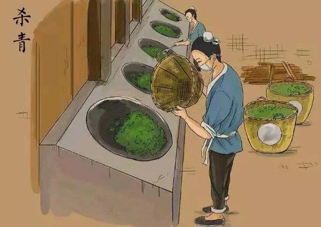 关于普洱生茶和熟茶的知识点,普洱生茶和熟茶到底区别在哪里