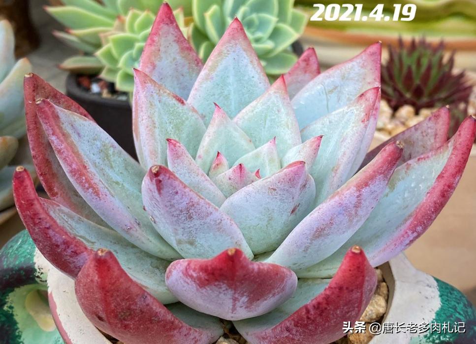 刚上盆的多肉还没服盆怎么浇水,多肉上盆后叶片不发芽