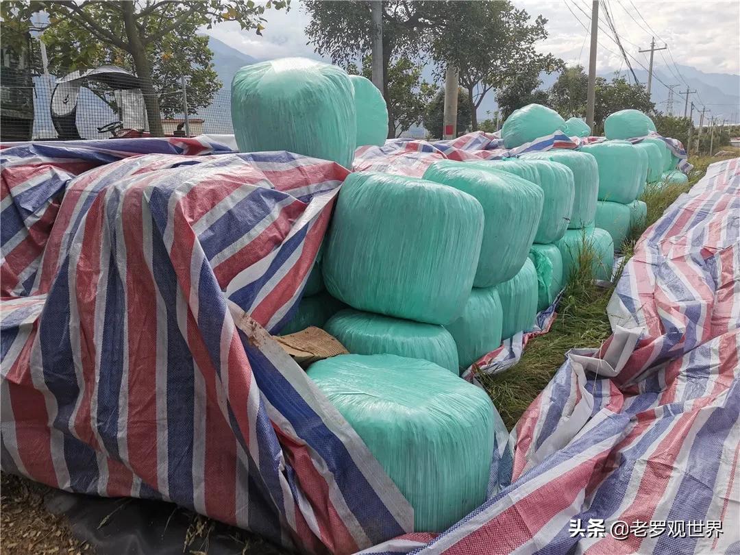 秸秆变废为宝促增收,我为群众办实事捡垃圾美篇