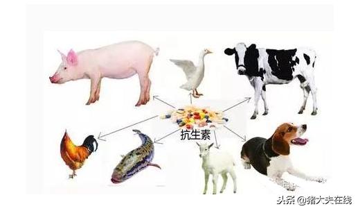 兽药休药期表一览表,兽药用药时间一览表