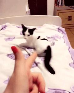 橘猫被抓警察局,肥猫被警察带走判刑