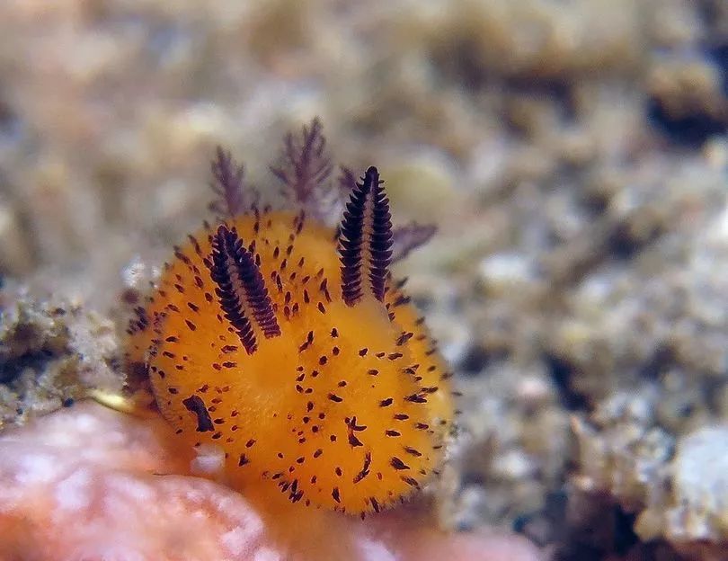 雌雄同体的生物，也有交配之战