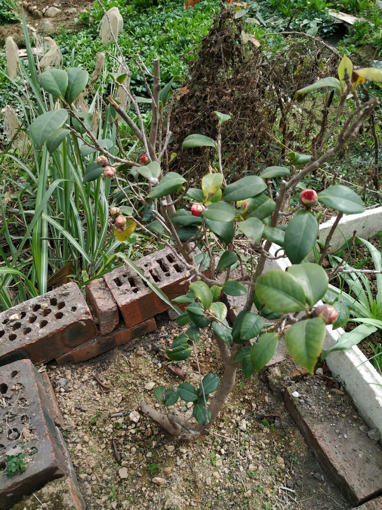 地栽茶花树发黄不长新叶子,地栽四年的茶花不开花怎么办