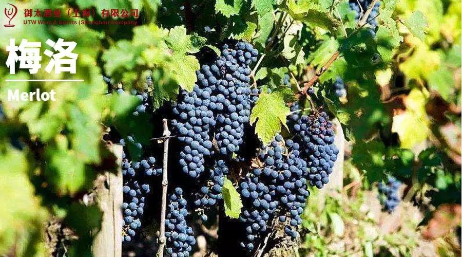 世界葡萄品种最甜十大排名榜,世界十大葡萄酒葡萄品种介绍