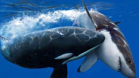 巨型大白鲨真的存在吗,最可怕的巨型大白鲨