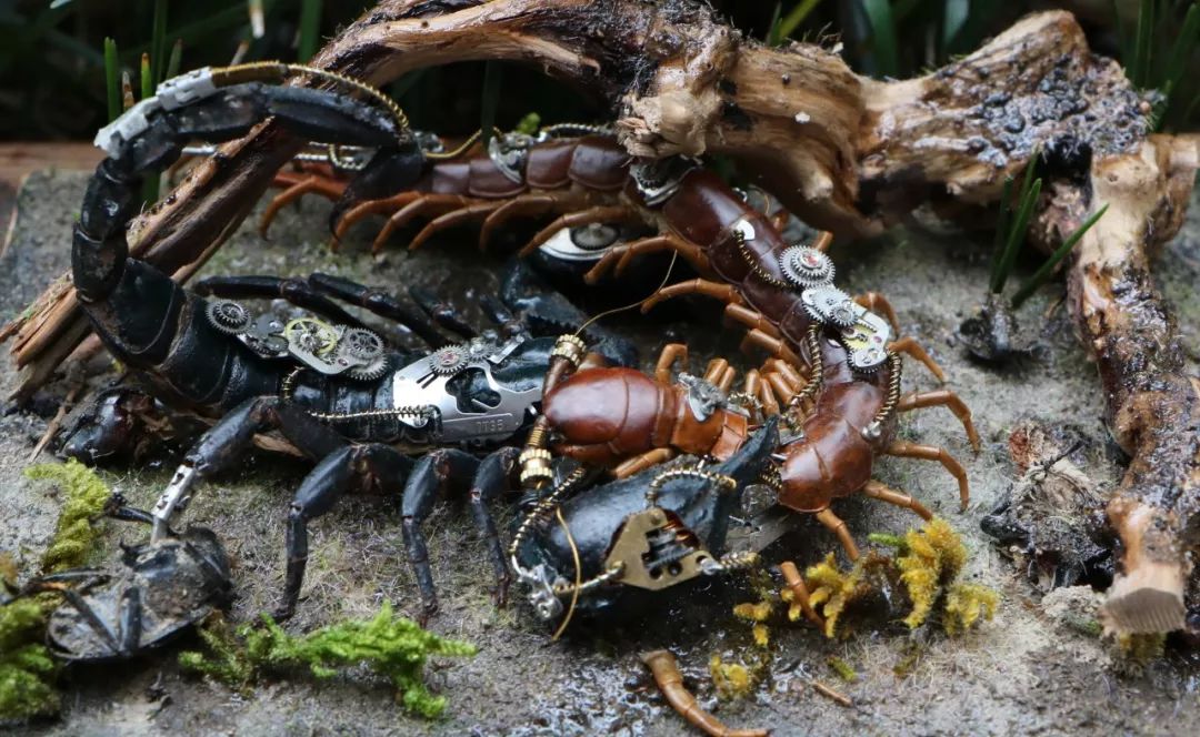 95后小伙离世捐献器官救了5人,95后小伙昆虫标本