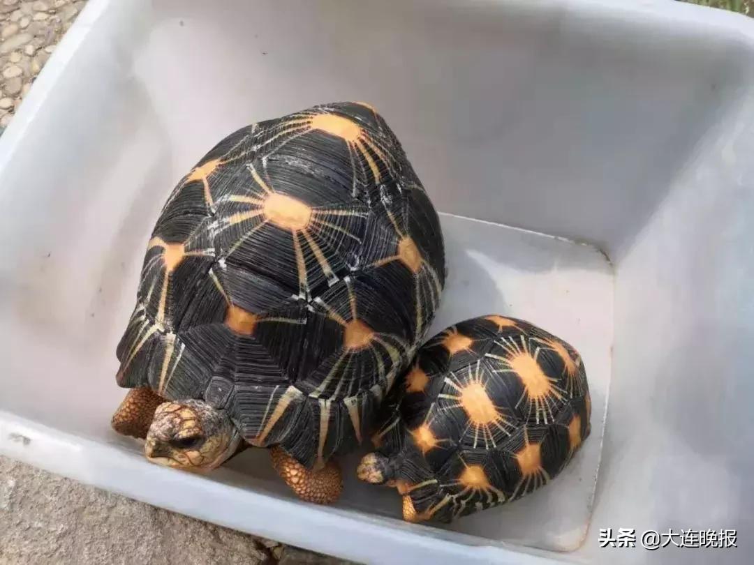 大连破获一起重大案件！涉及大半个中国