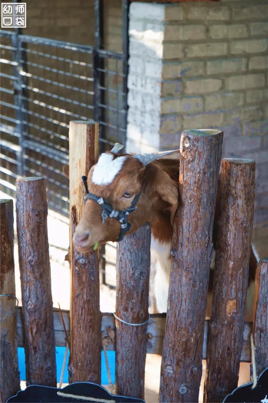 这里有最好的自然、最野的运动、最幸福的老师和孩子丨走进幼儿园