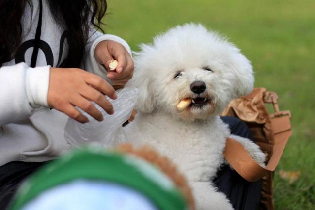 怎么训练狗狗定点大小便室内,训练狗狗定点大小便室内