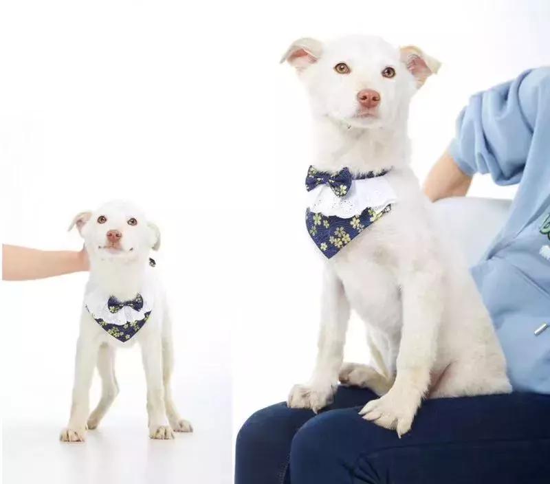 给它们一个家|线上宠物领养日,201903101