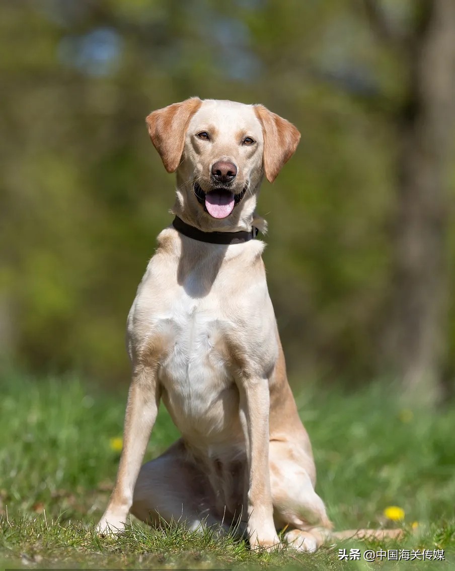 海关缉毒犬成长之路,海关总署缉私犬基地