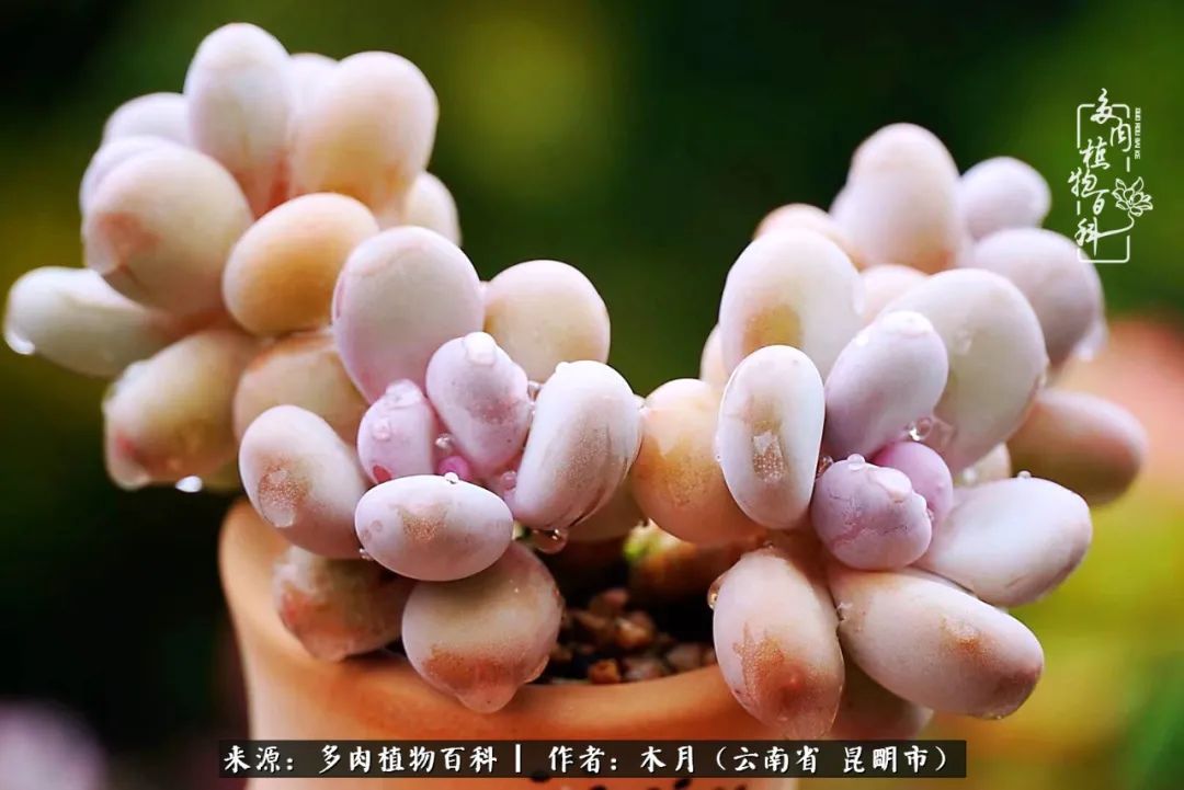 浅冬多肉，终有美好在等候