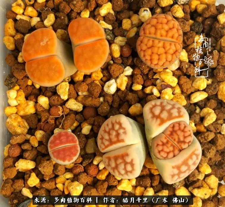 多肉娇气养不活多肉的10个秘密,养多肉是件很治愈的事情