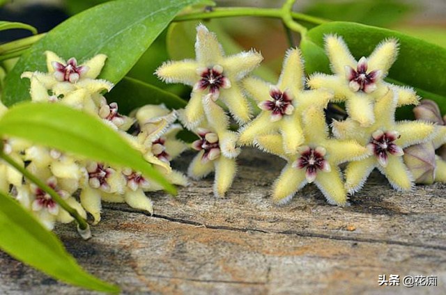 球兰养护，只要关注这6点，谁都可以轻松养到花开满枝