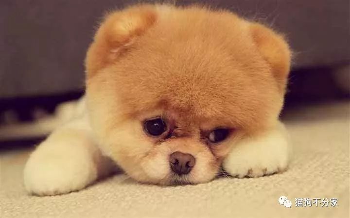 狗狗指甲断了流血怎么办,狗狗指甲血线过长怎么办
