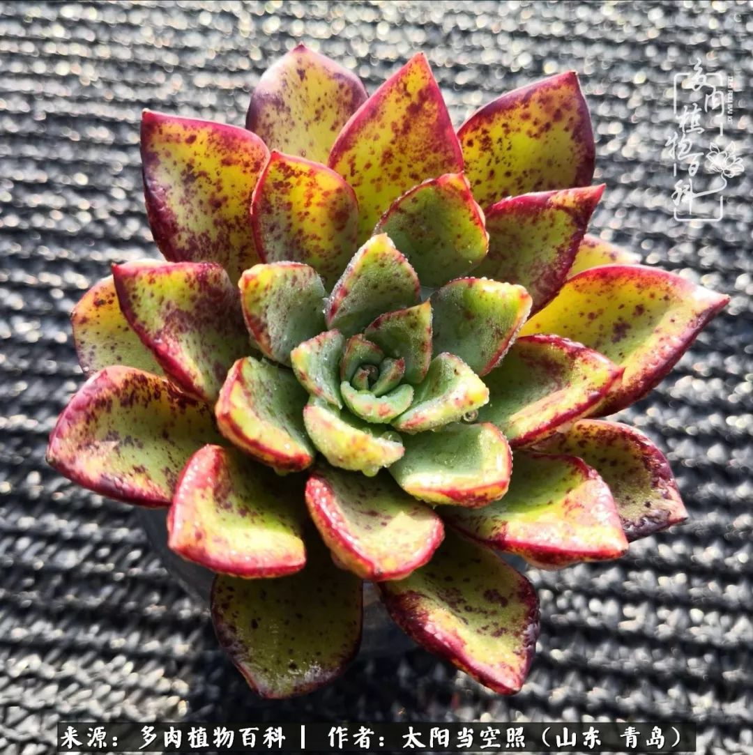 离家在外才发现最难忘的是故乡情,离家在外看见家乡的东西