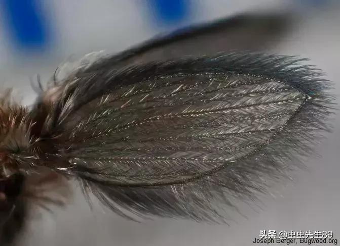 蹲便厕所小飞虫如何彻底消除,怎样消除厕所里的飞虫