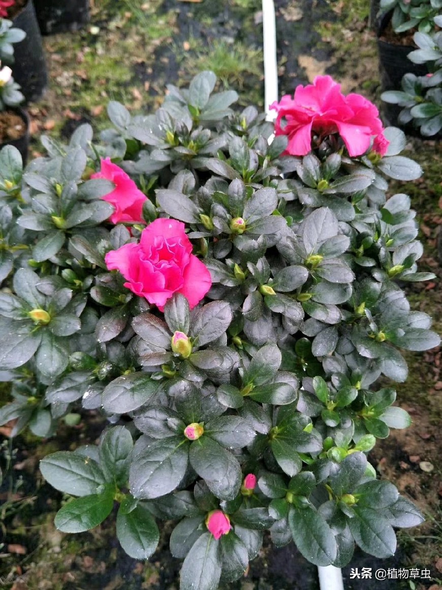 杜鹃花小苗易活还是大苗易活,杜鹃花苗刚收到怎么栽种