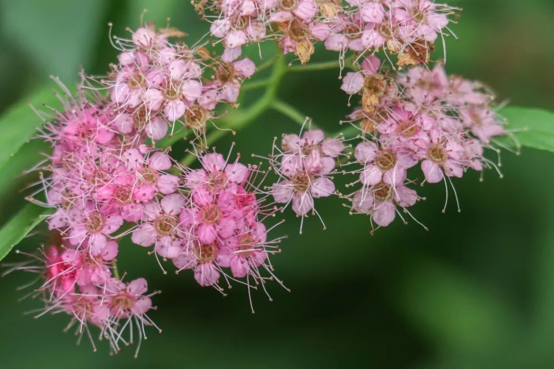 三裂绣线菊药用价值,绣线菊花草图片