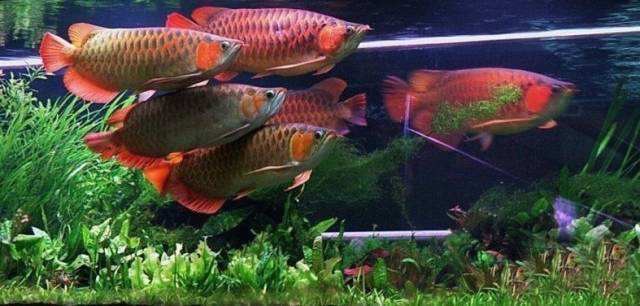 养龙鱼避坑,新手养龙鱼用什么鱼缸好