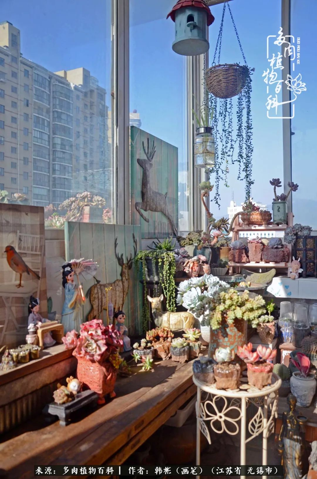 听音乐赏多肉,听音乐赏花赏美景