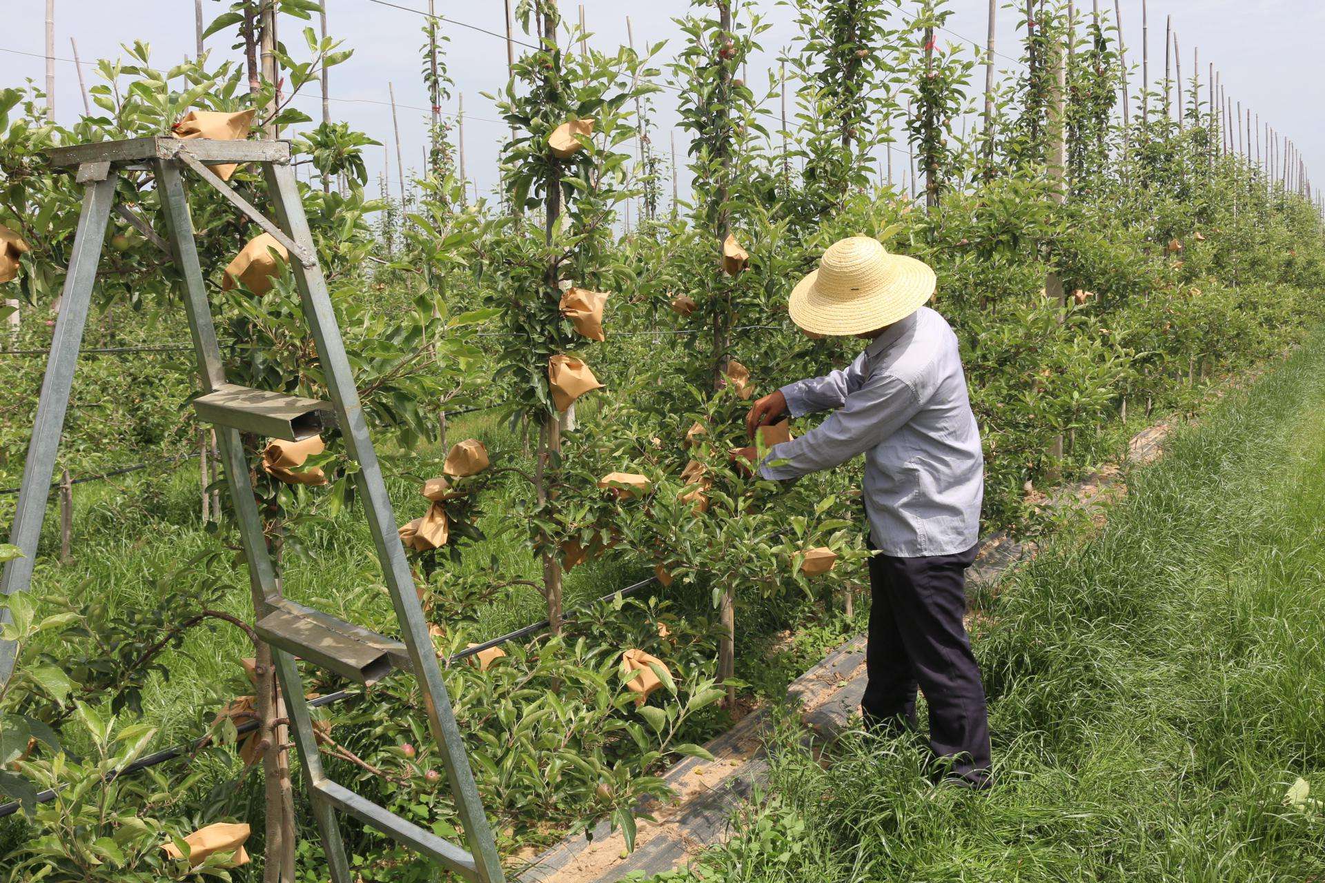 苹果必须摘套吗,苹果口感和外形是套袋还是抽真空