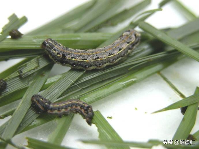 教你识别十大虫害,专治各种害虫图谱大全