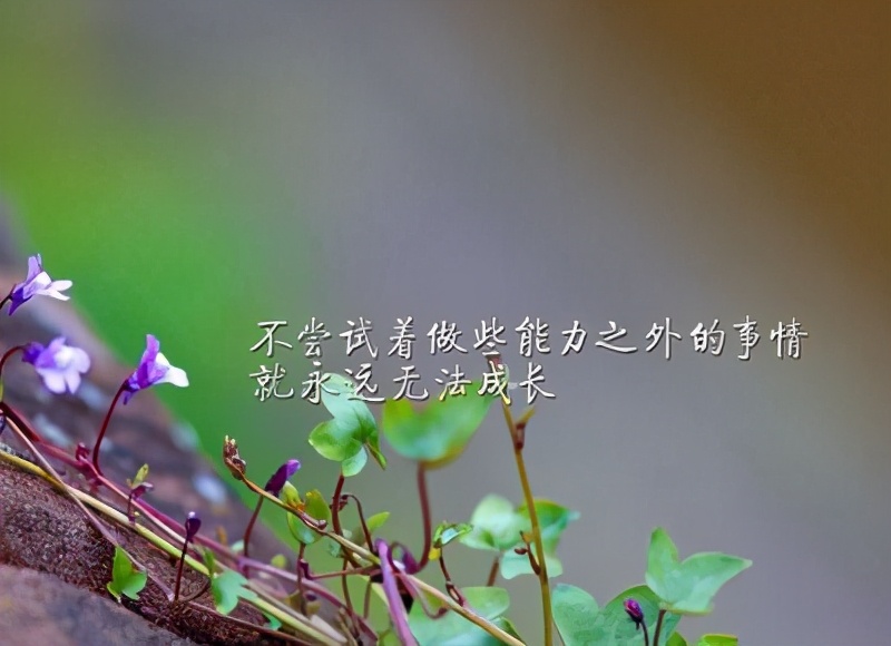 成长的滋味优秀作文六年级,小学生优秀作文欣赏成长需要挫折