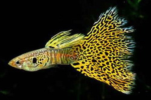 我们草缸养的孔雀鱼原来都错了，它更适合这种环境生存