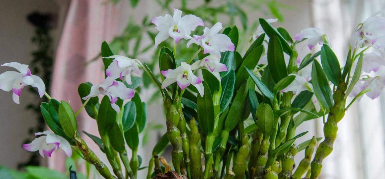 野生药材石斛,野生石斛的功效与种植的区别