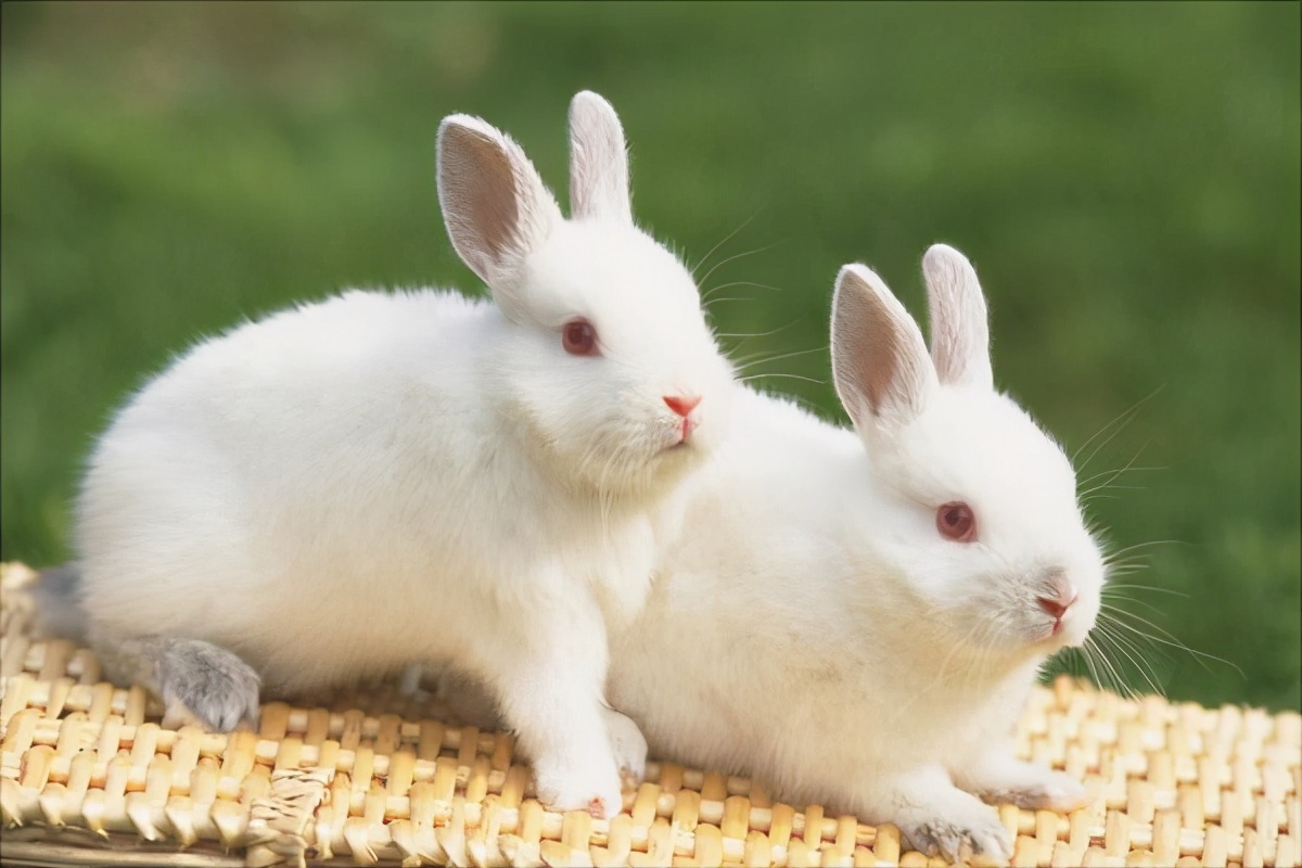 兔子老是吐口水吃什么药,兔子不停频繁打喷嚏吃什么药