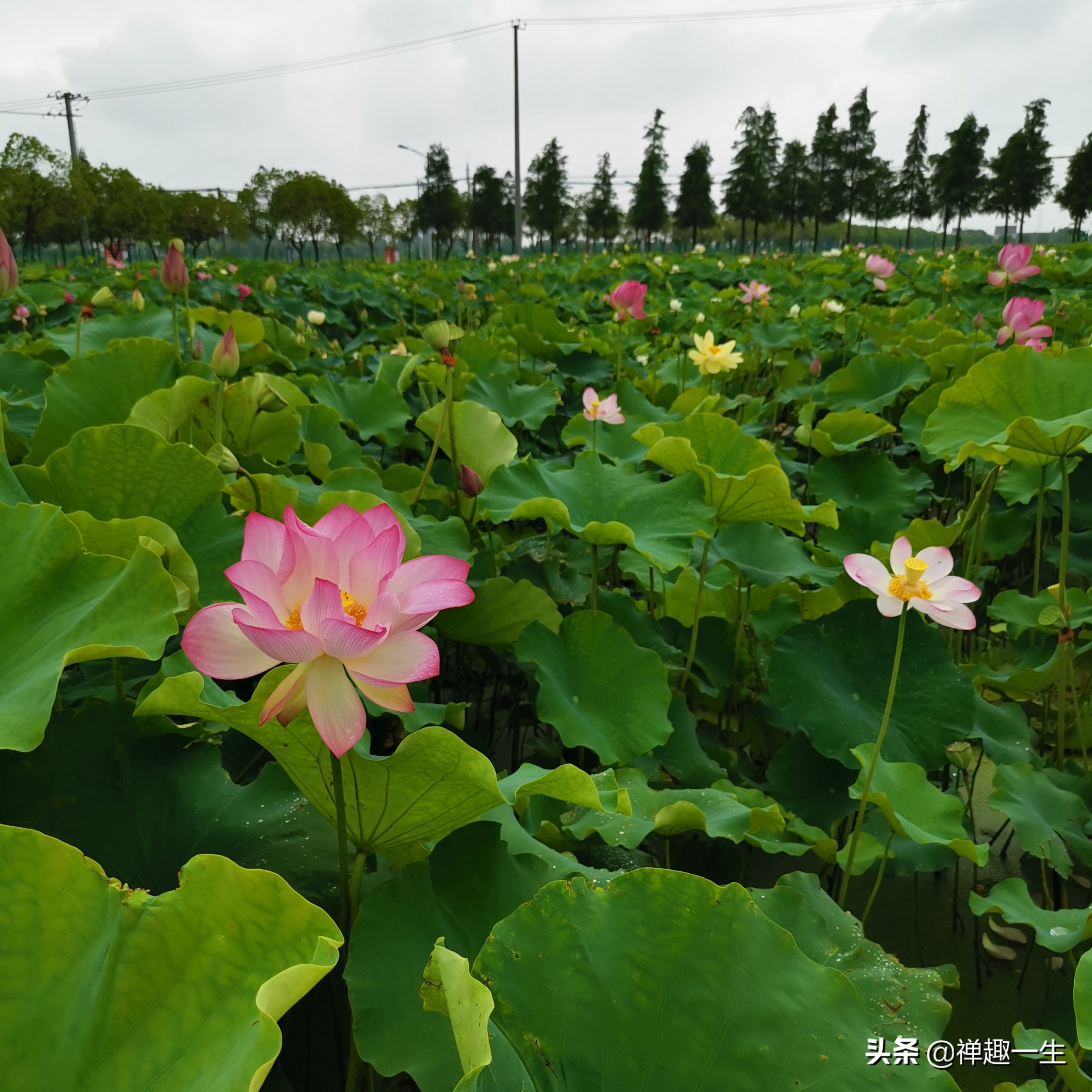 辰山植物园荷花研究基地,中科院上海辰山植物科研中心