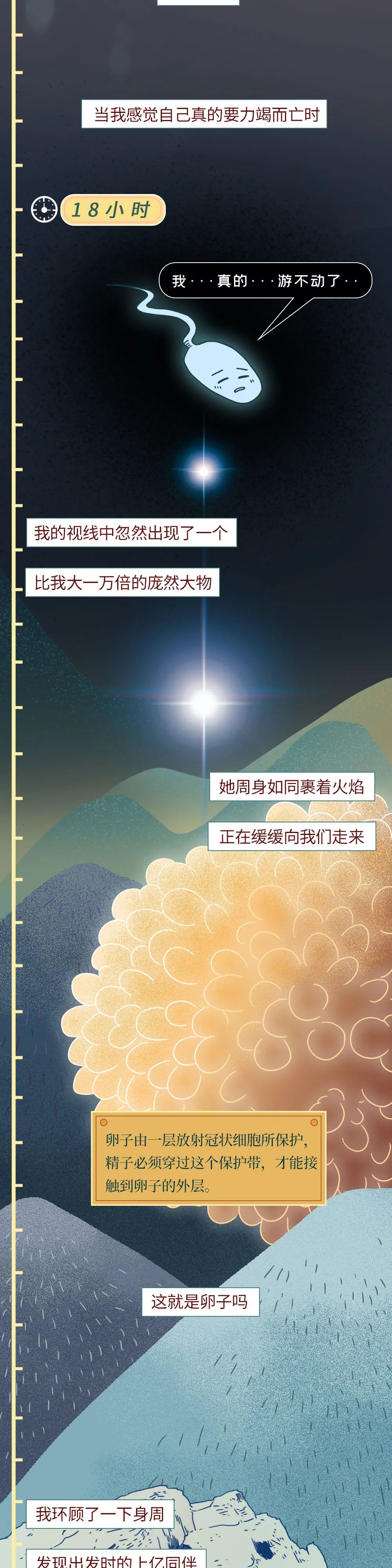男性精子在体内存活时间,精子在体内的存活率几天