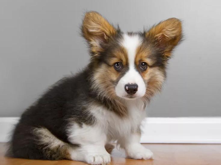 幼犬得了球虫病怎么喂药,什么是狗球虫