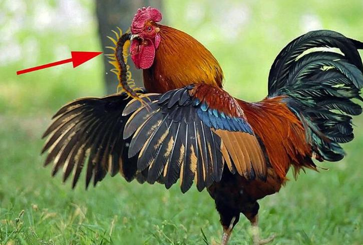 公鸡吃蜈蚣后为什么变得凶猛,为什么公鸡吃了蜈蚣变很凶