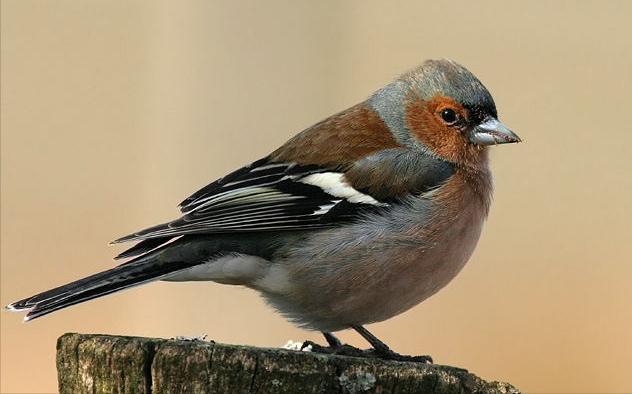 东江揽胜,惠州淡水常见鸟类图谱
