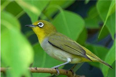 绣眼鸟几月份换毛,绣眼鸟