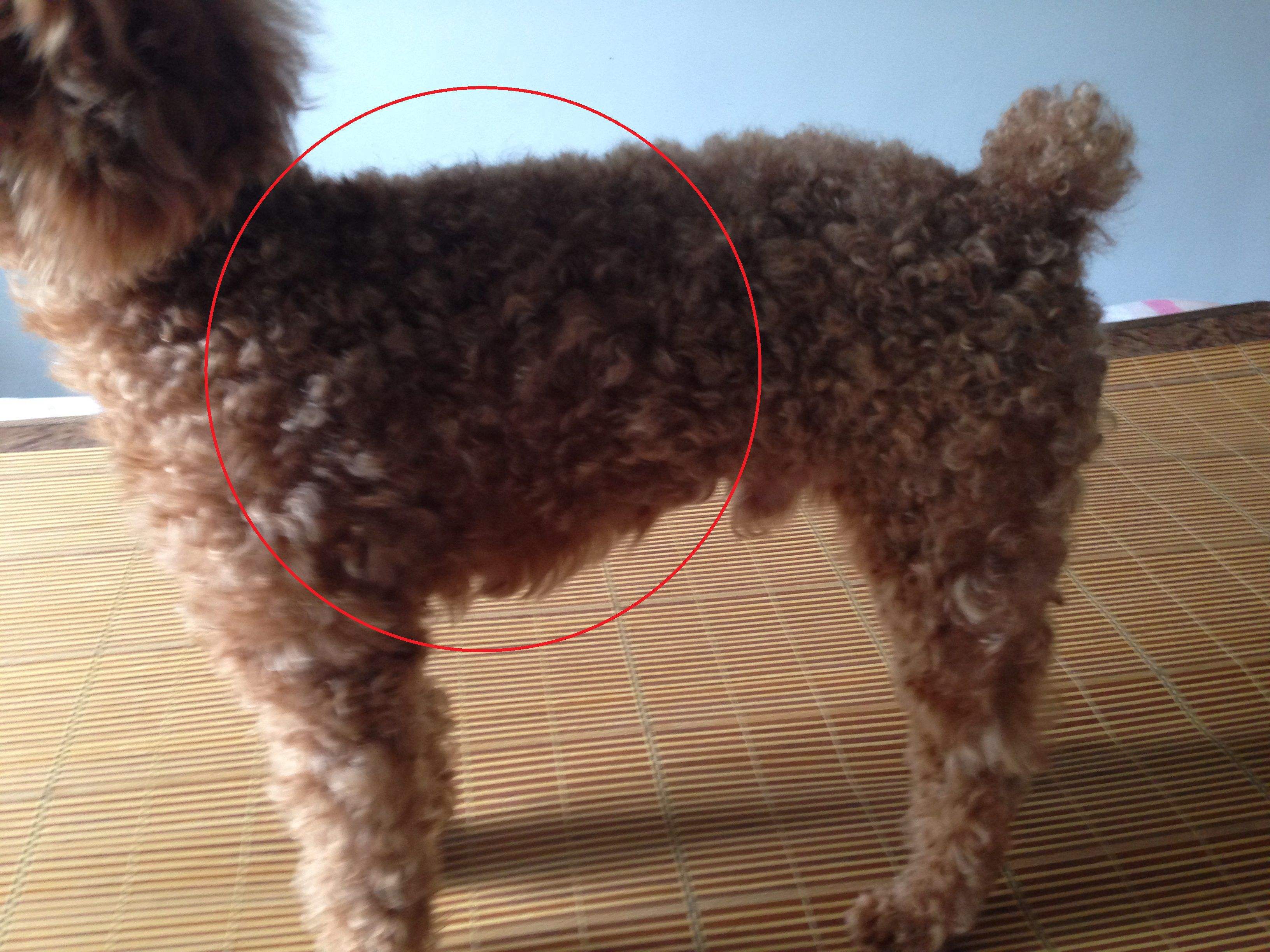贵宾犬驱完虫需要关注什么,贵宾犬驱虫最佳方法