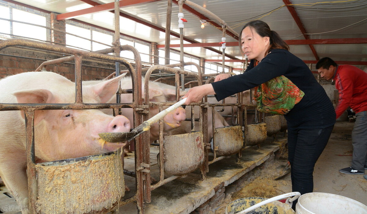 现在建个养猪大棚需要多少钱,现在养母猪合适还是养猪仔合适