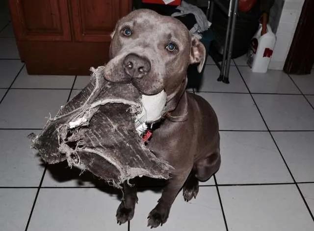 流浪猫和比特犬生小宝宝,比特犬和主人去狗窝