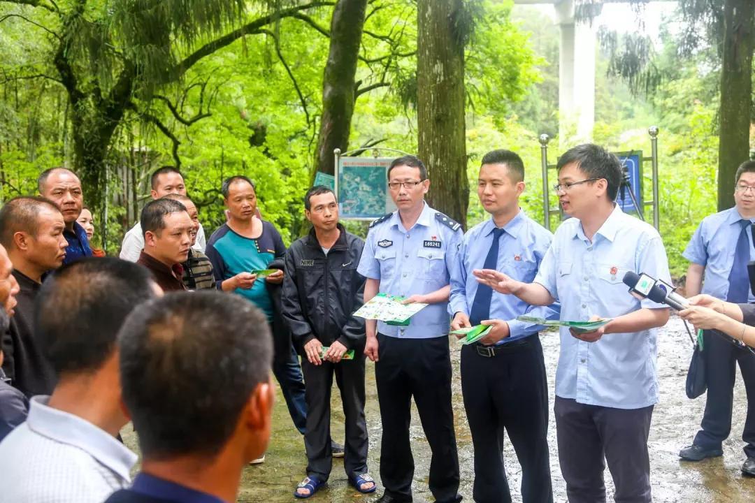 一棵红豆杉图片,一棵红豆杉