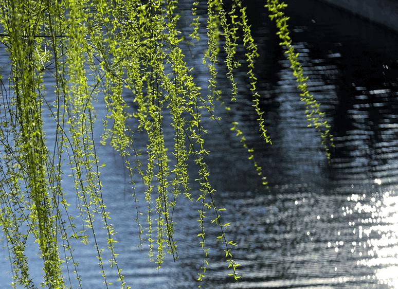 诸师唱和璐瑶七律春柳